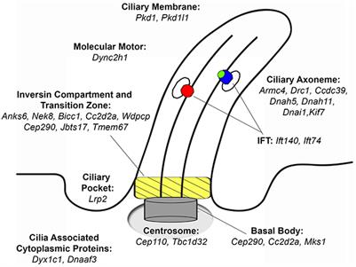 Congenital Heart Defects and Ciliopathies Associated With Renal Phenotypes